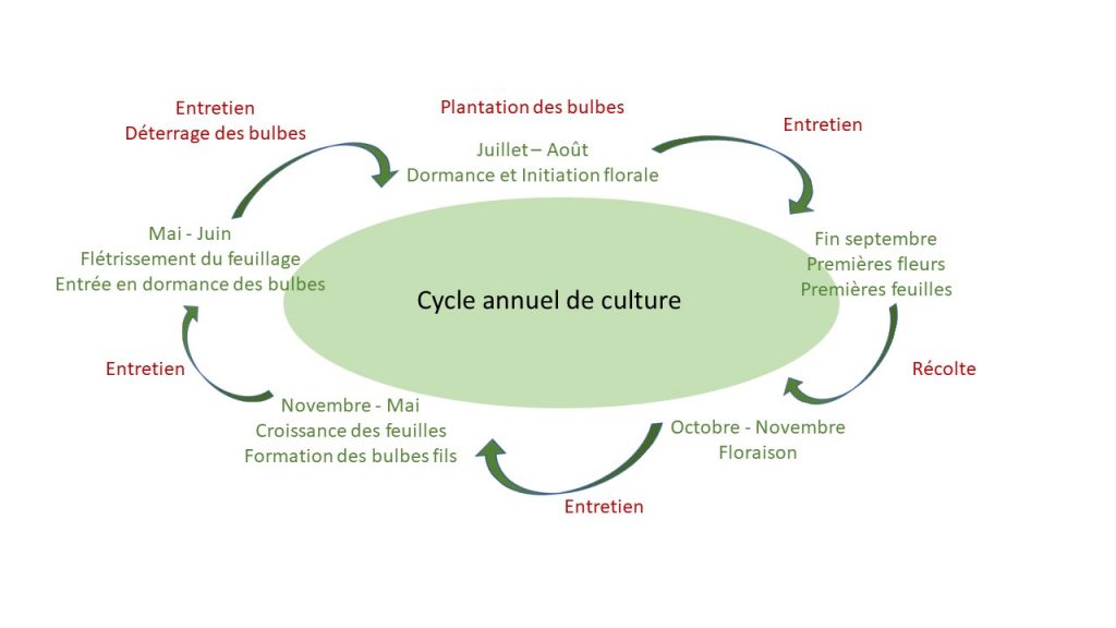 Cycle culture
